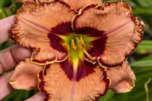 Hemerocallis 'Fearfully and Wonderfully Made' New 2025